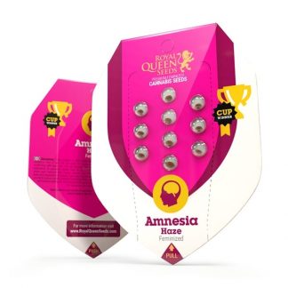 RQS - Amnesia Haze feminisiert - 25 Samen