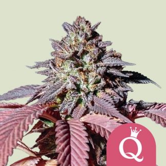 RQS - Purple Queen  feminisiert - USA Premium - 25 Samen