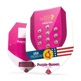 RQS - Purple Queen  feminisiert - USA Premium - 25 Samen